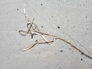 Spiralförmige Pflanzen