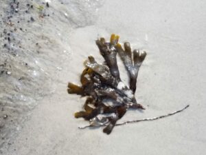 Tang Sand-Punkte im Wasser
