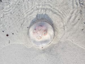 'Rot leuchtende Qualle, konzentrische Kreise bildend - Kunstdr