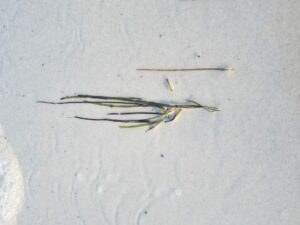 Strand Strähnen in Grünem Gras, Set von 4