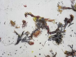 Gerupftes Hühnchen im Strand-Stil