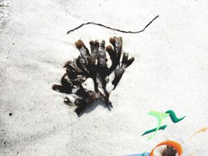 Übermaltes Kunstwerk von Tang auf weißem Sand - Bornholm