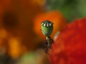 Samen für Körperpflanze in Rot-Grün