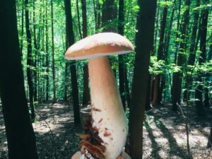 Weisser Pilz auf grünem Hintergrund