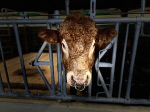 rind porträt kapplertal bei freiburg