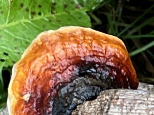 Impressionen aus dem Schwarzwald: Pilz-Serie