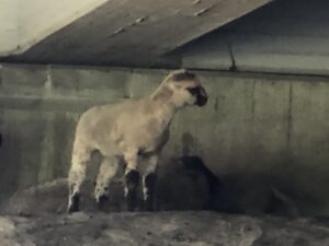 Schaf in Unterführung