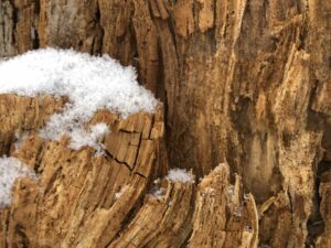 Schneebedeckter Stamm