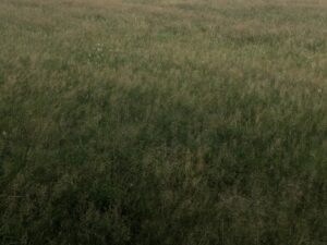 Abstraktes flächiges Grün auf Fanö, Dänemark