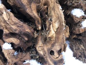 Einzigartige verwitterte Holzstruktur