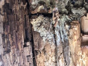 Holz mit Flechtmuster