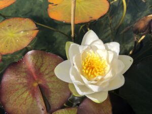 Voll blühende Seerose