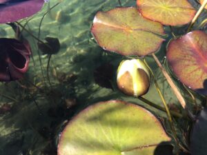 Aufblühende Seerose