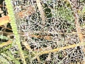 Fein filigranes Tau-Gras