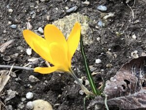 Alpine Gelbe Blume im Fels