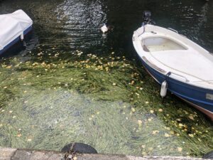 Iseo See Schiff Seetang