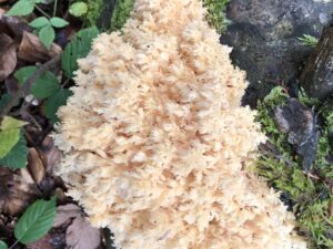 Pilzformiger Badeschwamm