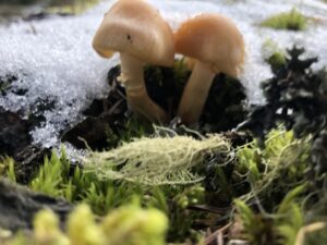 Frühlings-Pilze aus Surselva nach der Schneeschmelze