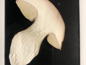 Hochwertiges Porträt des Steinpilzes