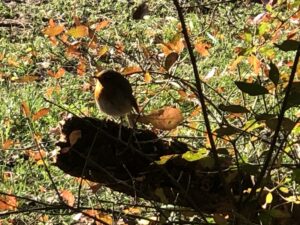 Herbstliches Singvogel