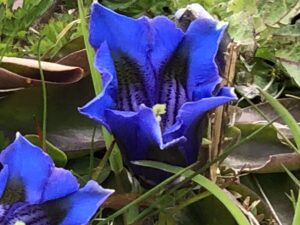 Enzian Blumen am Oberalbpass