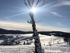 Sonnenspiegelung im kahlen Baum auf dem Schauinsland