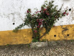 Pflanze an gelber Mauer