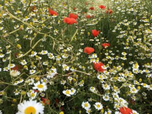 Klatschmohn aus dem Hunsrück-Mosel-Gebiet